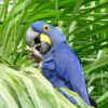 A wild Hyacinth Macaw feeds on palm nut