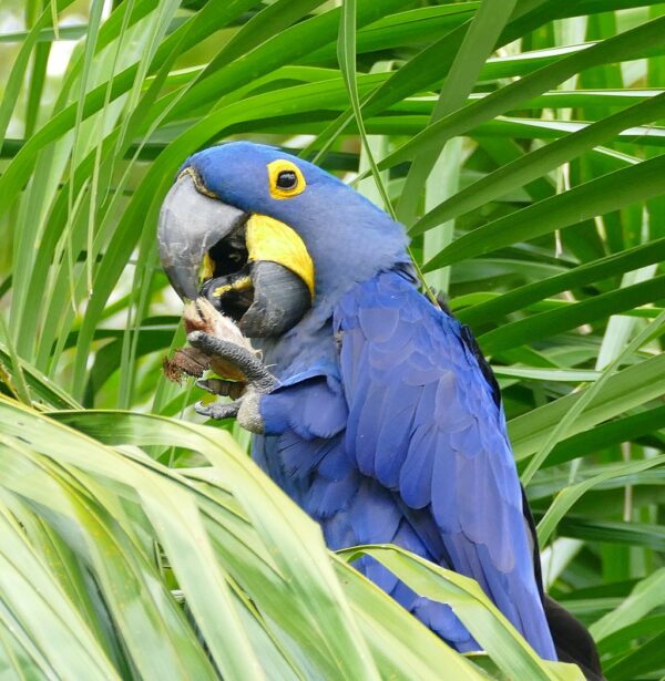 A wild Hyacinth Macaw feeds on palm nut