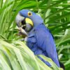 © Bernard DUPONT from FRANCE, CC BY-SA 2.0 via Wikimedia Commons A wild Hyacinth Macaw feeds on palm nut