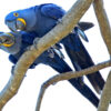 Wild Hyacinth Macaws perch on a branch