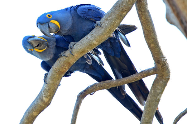 Wild Hyacinth Macaws perch on a branch