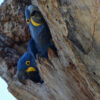 Wild Hyacinth Macaws peer out of a nest cavity