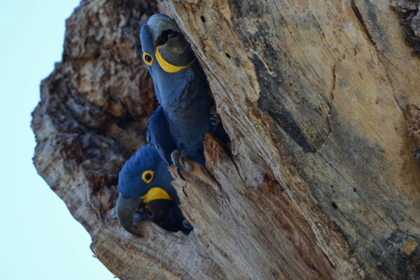 Wild Hyacinth Macaws peer out of a nest cavity