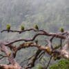 Wild Indigo-winged Parrots perch in a bare tree