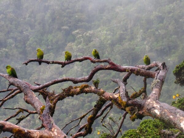 Wild Indigo-winged Parrots perch in a bare tree