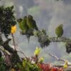 Wild Indigo-winged Parrots perch on a limb