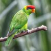 A wild Iris Lorikeet perches on a limb