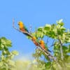 Wild Jandaya Conures perch in a tree
