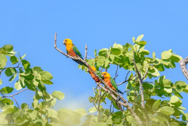 Wild Jandaya Conures perch in a tree