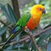 A Jandaya Conure perches on a branch