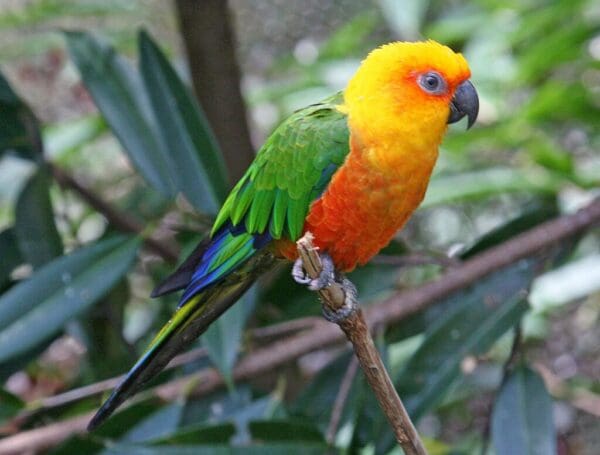 A Jandaya Conure perches on a branch