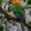 A Jandaya Conure perches on a limb