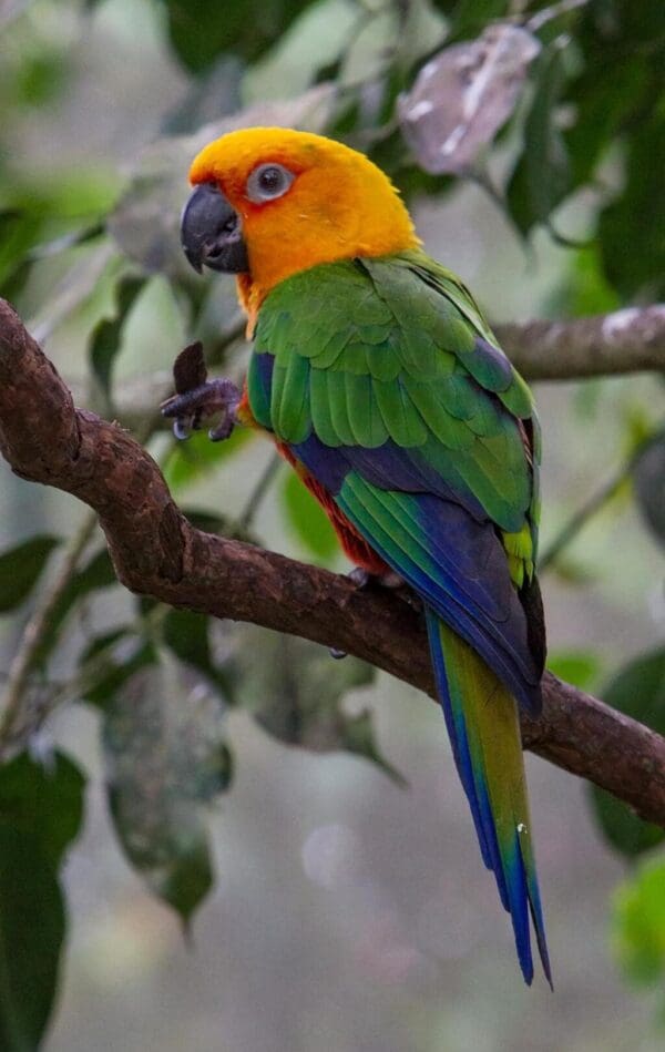 A Jandaya Conure perches on a limb