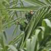 Wild Jardine's Parrots perch in a palm