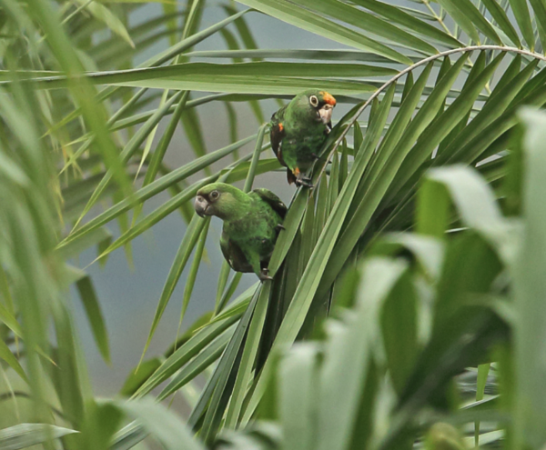 Wild Jardine's Parrots perch in a palm