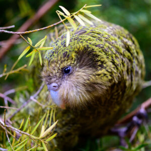 Wild Kākāpō 'Kenneth' searches the forest