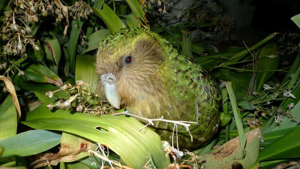 Kākāpō | World Parrot Trust