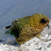 A wild Kea perches on a mountain top