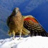 A wild Kea perches on a mountain top