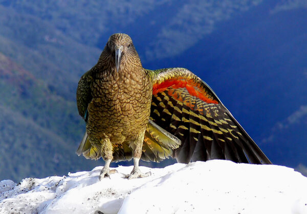 A wild Kea perches on a mountain top