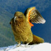 A wild Kea perches on a mountain top