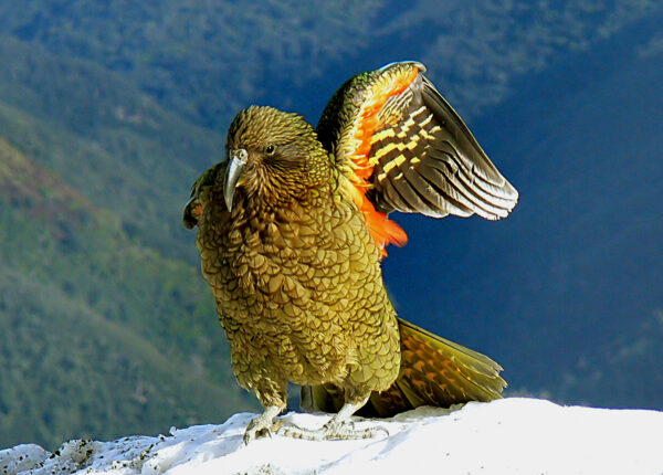 A wild Kea perches on a mountain top