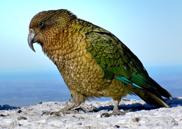 A wild Kea perches on a mountain top