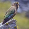 A wild Kea perches on a rock and calls