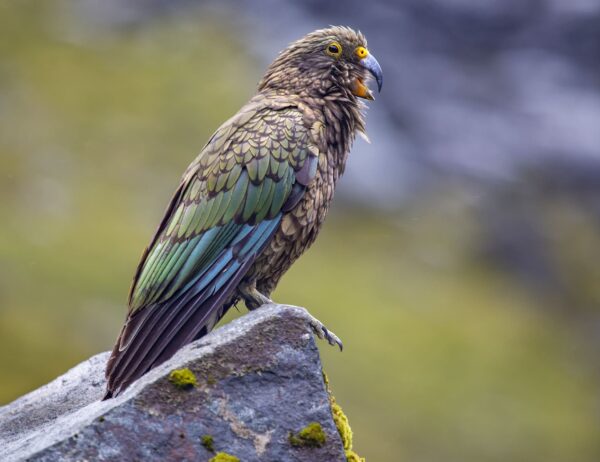 A wild Kea perches on a rock and calls