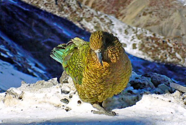 A wild Kea perches on a mountain top