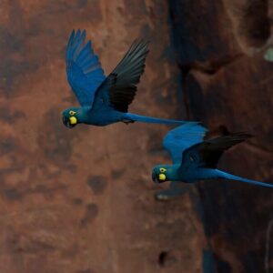 Wild Lear's Macaws in flight