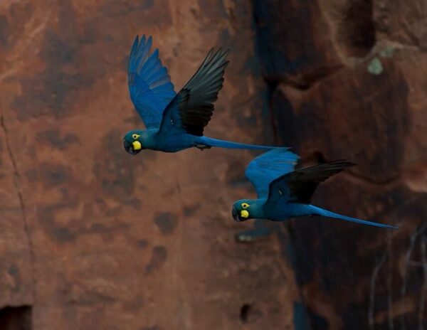 Wild Lear's Macaws in flight