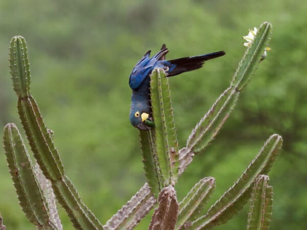 A wild Lear's Macaw checks out a cactus