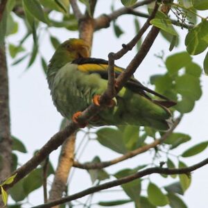 A wild Lilac-tailed Parrotlet preens