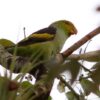 A wild Lilac-tailed Parrotlet perches atop a tree