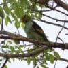 A wild Lilac-tailed Parrotlet preens itself