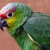 A closeup of a Lilacine Amazon, Chester Zoo UK