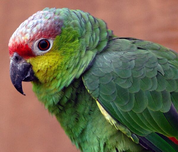 A closeup of a Lilacine Amazon, Chester Zoo UK