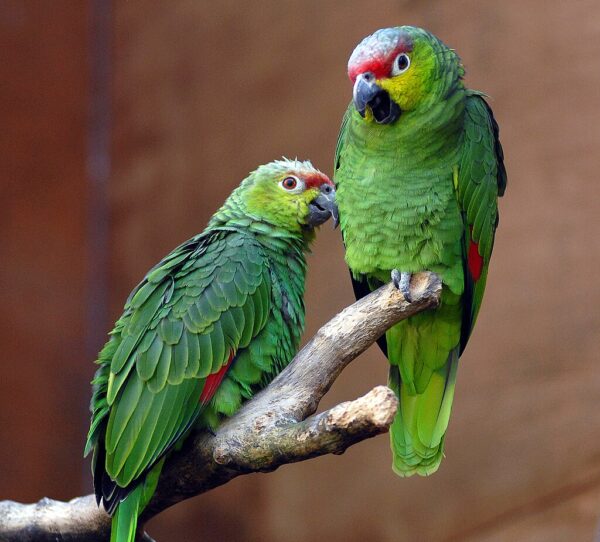 Lilacine Amazons perch on a branch, Chester Zoo UK