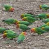 © Chris Earley CC BY-NC-SA 2.0 via Flickr Wild Lilian's Lovebirds forage on the ground