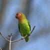 A wild Lilian's Lovebird perches on a branch