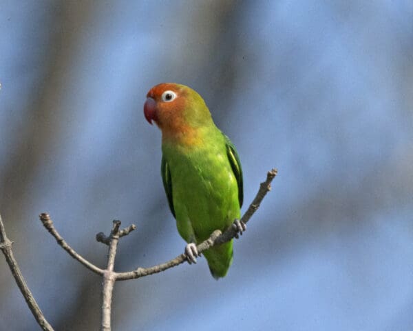 A wild Lilian's Lovebird perches on a branch