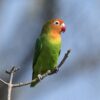 A wild Lilian's Lovebird perches on a branch