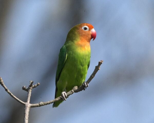 A wild Lilian's Lovebird perches on a branch