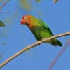 A wild Lilian's Lovebird perches on a branch