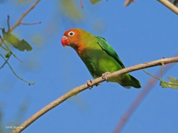 A wild Lilian's Lovebird perches on a branch