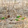 Wild Lilian's Lovebirds forage on the ground