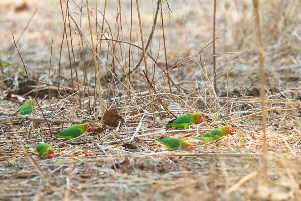 Wild Lilian's Lovebirds forage on the ground