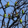 Wild Lilian's Lovebirds perch in a bare tree