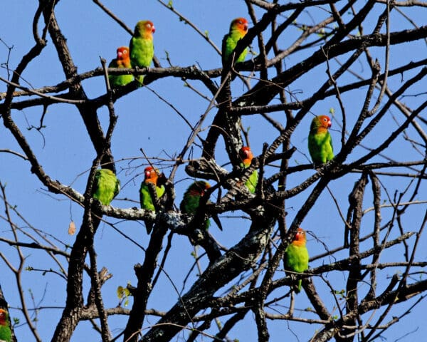 Wild Lilian's Lovebirds perch in a bare tree